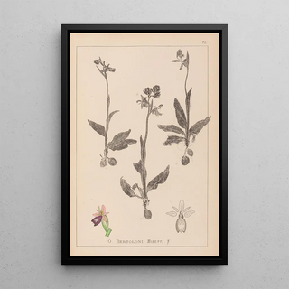 Louis Antoine Cusin - Herbier de la flore franaise Pl1052.webp