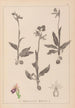 Herbier de la flore française Pl1052 - Louis Antoine Cusin — artwork view