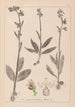 Herbier de la flore française Pl1054 - Louis Antoine Cusin — artwork view