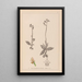 Herbier de la flore française Pl1055 - Louis Antoine Cusin — framed artwork on a wall
