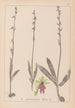 Herbier de la flore française Pl1056 - Louis Antoine Cusin — vista de la obra