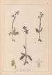 Herbier de la flore française Pl1058 - Louis Antoine Cusin — vista de la obra