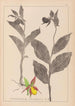 Herbier de la flore française Pl1059 - Louis Antoine Cusin — vista de la obra