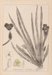 Herbier de la flore française Pl1061 - Louis Antoine Cusin — vista de la obra