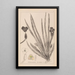 Herbier de la flore française Pl1061 - Louis Antoine Cusin — cuadro enmarcado en la pared