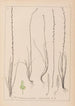 Herbier de la flore française Pl1064 - Louis Antoine Cusin — vista de la obra