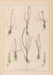 Herbier de la flore française Pl1065 - Louis Antoine Cusin — vista de la obra
