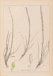Herbier de la flore française Pl1066 - Louis Antoine Cusin — vista de la obra