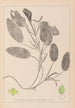 Herbier de la flore française Pl1068 - Louis Antoine Cusin — vista de la obra