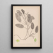 Herbier de la flore française Pl1068 - Louis Antoine Cusin — cuadro enmarcado en la pared