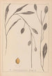 Herbier de la flore française Pl1070 - Louis Antoine Cusin — vista de la obra