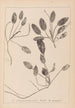 Herbier de la flore française Pl1071 - Louis Antoine Cusin — vista de la obra