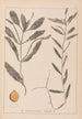 Herbier de la flore française Pl1072 - Louis Antoine Cusin — vista de la obra