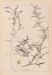 Herbier de la flore française Pl1073 - Louis Antoine Cusin — artwork view