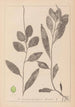 Herbier de la flore française Pl1075 - Louis Antoine Cusin — vista de la obra