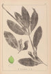 Herbier de la flore française Pl1076 - Louis Antoine Cusin — vista de la obra