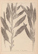 Herbier de la flore française Pl1077 - Louis Antoine Cusin — vista de la obra