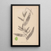 French flora herbarium painting Pl1078 - Louis Antoine Cusin — framed artwork on a wall