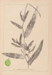 French flora herbarium painting Pl1078 - Louis Antoine Cusin — artwork view