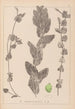 Herbier de la flore française Pl1079 - Louis Antoine Cusin — artwork view