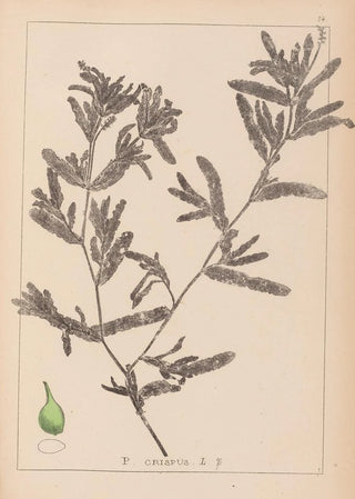 Louis Antoine Cusin - Herbier de la flore franaise Pl1080.webp