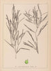 Herbier de la flore française Pl1082 - Louis Antoine Cusin — artwork view