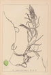 Herbier de la flore française Pl1083 - Louis Antoine Cusin — vista de la obra