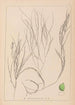 Herbier de la flore française Pl1086 - Louis Antoine Cusin — artwork view