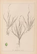 Herbier de la flore française Pl1087 - Louis Antoine Cusin — vista de la obra