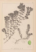 Herbier de la flore française Pl1088 - Louis Antoine Cusin — vista de la obra