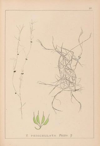 Louis Antoine Cusin - Herbier de la flore franaise Pl1091.webp