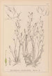 Herbier de la flore française Pl1092 - Louis Antoine Cusin — vista de la obra