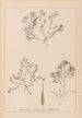 Herbier de la flore française Pl1093 - Louis Antoine Cusin — vista de la obra