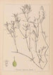 Herbier de la flore française Pl1094 - Louis Antoine Cusin — vista de la obra