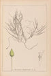 Herbier de la flore française Pl1095 - Louis Antoine Cusin — vista de la obra