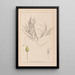 Herbier de la flore française Pl1095 - Louis Antoine Cusin — cuadro enmarcado en la pared