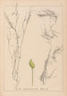 Herbier de la flore française Pl1096 - Louis Antoine Cusin — artwork view