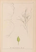 Herbier de la flore française Pl1097 - Louis Antoine Cusin — vista de la obra