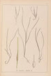 Herbier de la flore française Pl1099 - Louis Antoine Cusin — vista de la obra