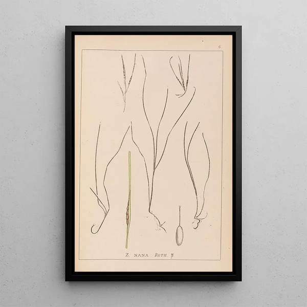 Louis Antoine Cusin - Herbier de la flore franaise Pl1099.webp