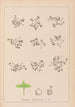 Herbier de la flore française Pl1100 - Louis Antoine Cusin — artwork view