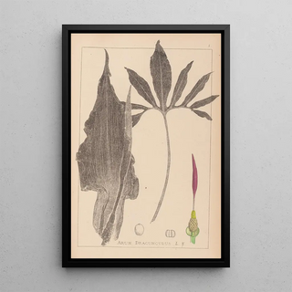 Louis Antoine Cusin - Herbier de la flore franaise Pl1104.webp