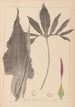 Herbier de la flore française Pl1104 - Louis Antoine Cusin — vista de la obra