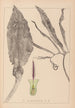 Herbier de la flore française Pl1105 - Louis Antoine Cusin — vista de la obra