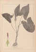Herbier de la flore française Pl1106 - Louis Antoine Cusin — vista de la obra