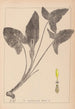 Herbier de la flore française Pl1107 - Louis Antoine Cusin — vista de la obra