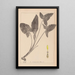 Herbier de la flore française Pl1107 - Louis Antoine Cusin — cuadro enmarcado en la pared