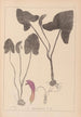Herbier de la flore française Pl1109 - Louis Antoine Cusin — vista de la obra