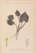 Herbier de la flore française Pl1110 - Louis Antoine Cusin — vista de la obra