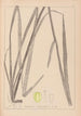Herbier de la flore française Pl1111 - Louis Antoine Cusin — artwork view